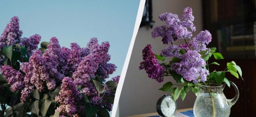 Чому не варто ламати гілки бузку: забобони та екологічні наслідки