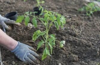 Чому помідори в теплиці зів’яли: основні причини та їх вирішення