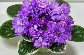 Чому у вашої фіалки недостатньо квітів: основні причини та рішення