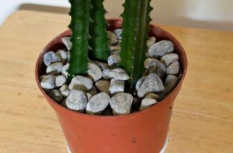 Чи можна обрізати молочай трикутний: поради та рекомендації догляду