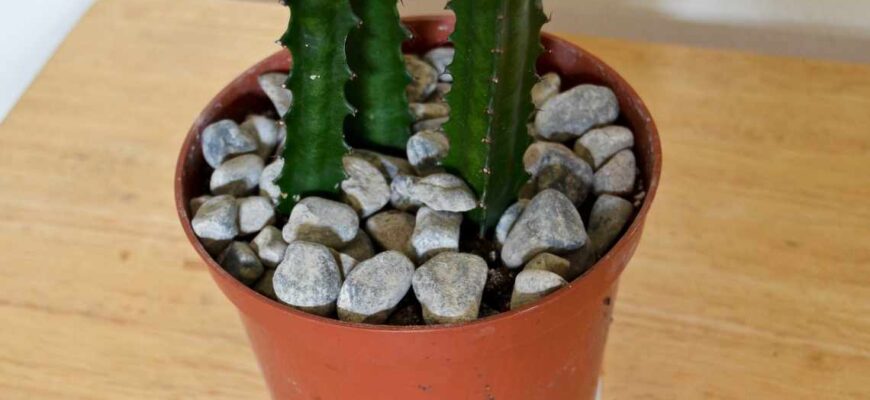 Чи можна обрізати молочай трикутний: поради та рекомендації догляду