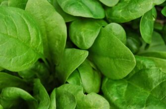 Причини пожовтіння листя шпинату: основні фактори та рішення