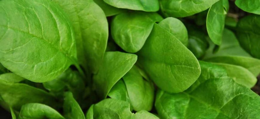 Причини пожовтіння листя шпинату: основні фактори та рішення
