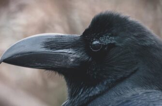 Звуки, які ненавидять ворони: що їх відлякує