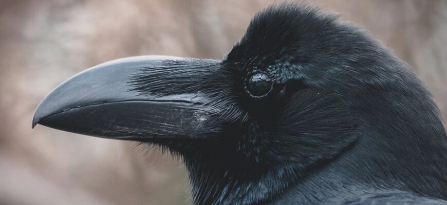 Звуки, які ненавидять ворони: що їх відлякує