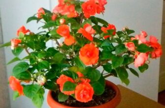 “Як правильно посадити бальзамін: покрокова інструкція для новачків”