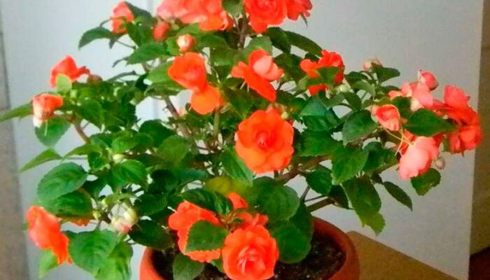 “Як правильно посадити бальзамін: покрокова інструкція для новачків”