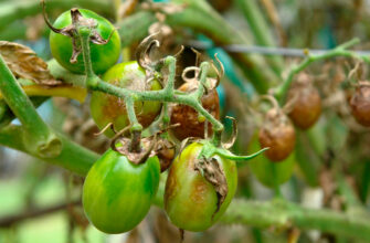 Коли допустимо їсти помідори після обробки від фітофторозу: поради та терміни