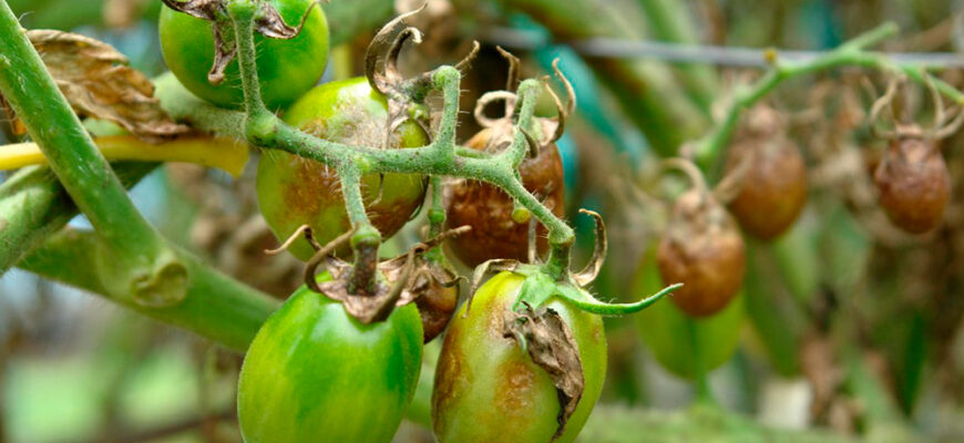 Коли допустимо їсти помідори після обробки від фітофторозу: поради та терміни