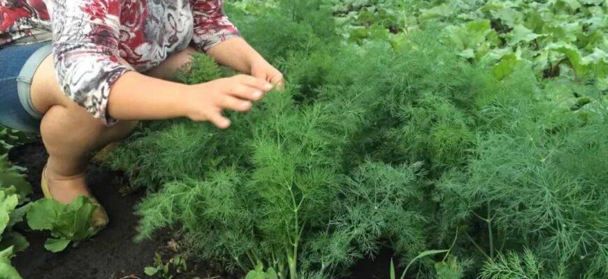 Як правильно поливати кріп: поради для здорового росту та врожаю