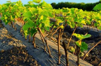 Чи можлива пересадка винограду: поради та рекомендації для успіху