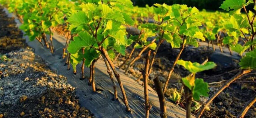 Чи можлива пересадка винограду: поради та рекомендації для успіху