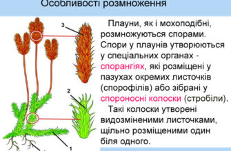 Розташування органів статевого розмноження у плаунів: детальний огляд