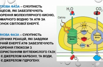 Світлова фаза фотосинтезу: які речовини утворюються під час процесу?