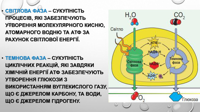 Світлова фаза фотосинтезу: які речовини утворюються під час процесу?