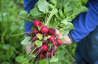 Як успішно виростити редиску в умовах спеки: поради й рекомендації