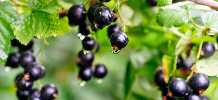 Обробка чорної смородини: ефективні засоби захисту від хвороб