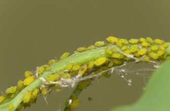 Ефективні народні засоби для обприскування смородини від попелиці