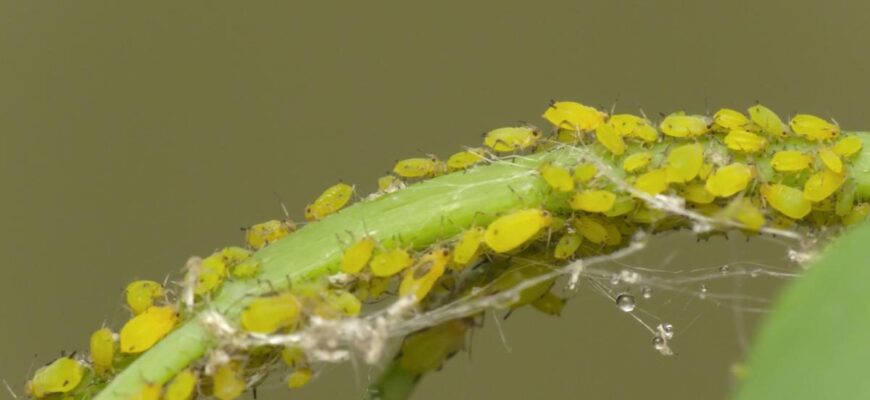 Ефективні народні засоби для обприскування смородини від попелиці