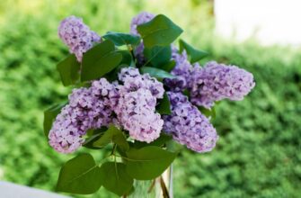 Що символізує подарований хлопцем бузок для дівчини: значення та символіка