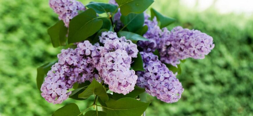 Що символізує подарований хлопцем бузок для дівчини: значення та символіка