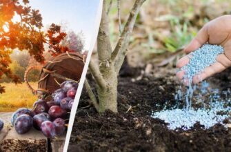 Які добрива необхідно внести восени для отримання багатого врожаю слив