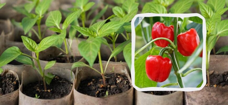 Оптимальні терміни для посадки перцю на розсаду у 2024 році