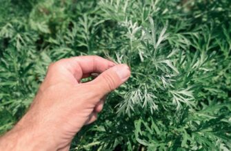 Полин у городі: користь та застосування для здоров’я рослин