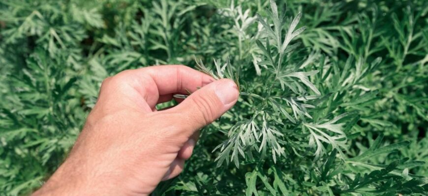 Полин у городі: користь та застосування для здоров’я рослин