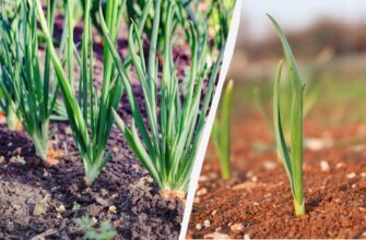Оптимальні рослини для спільного вирощування з цибулею у вашому саду