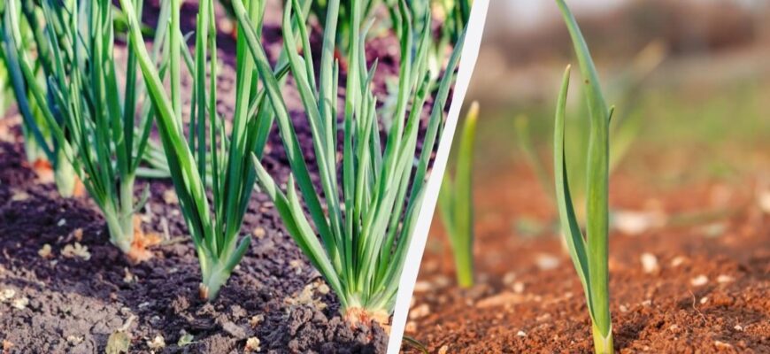 Оптимальні рослини для спільного вирощування з цибулею у вашому саду