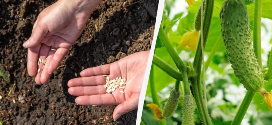 Ефективні методи посадки насіння огірків у лунки: покрокова інструкція
