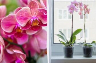 Як часто підгодовувати орхідею: поради для здорового росту квітів