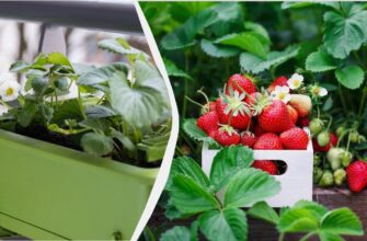 Як виростити полуницю вдома в горщику: поради та рекомендації