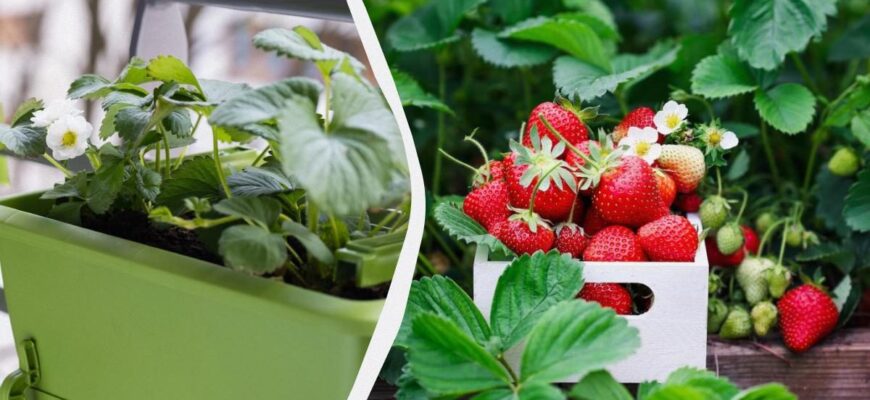 Як виростити полуницю вдома в горщику: поради та рекомендації
