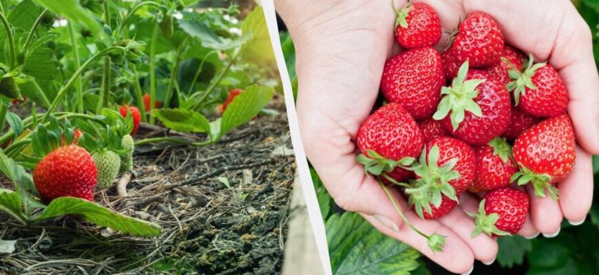 Як оптимально підживити полуницю під час формування ягід: поради експертів