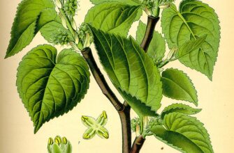 Як правильно називати: тютина чи шовковиця? Розбираємося в термінах