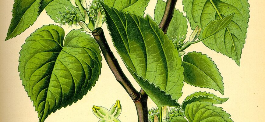 Як правильно називати: тютина чи шовковиця? Розбираємося в термінах