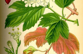 Як дізнатися про стиглість калини: поради та ознаки для збору урожаю