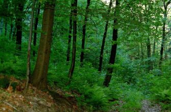 Види листяних лісів: Розмаїття та особливості різних екосистем