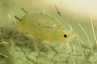 Рознощики попелиці: Хто вони та як їх виявити у вашому саду?