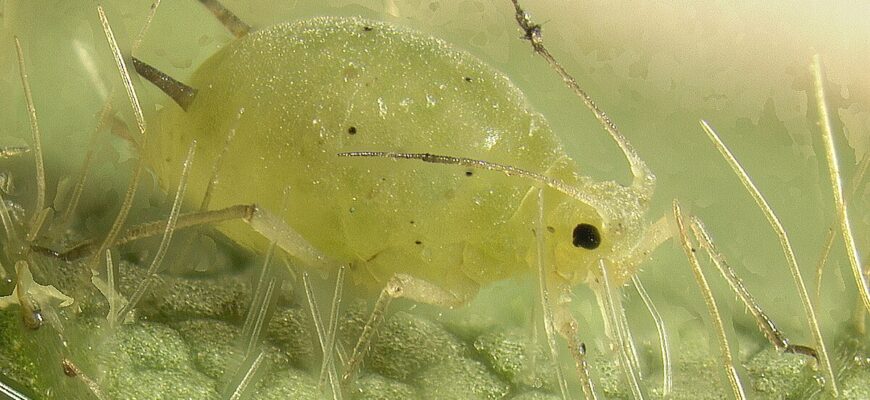 Рознощики попелиці: Хто вони та як їх виявити у вашому саду?