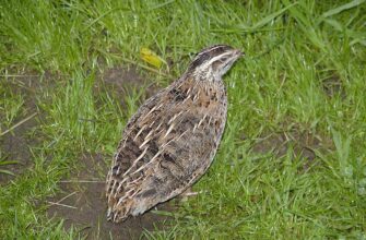 Де зимують перепілки: особливості місць зимівлі цих птахів