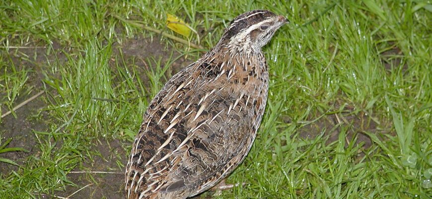 Де зимують перепілки: особливості місць зимівлі цих птахів