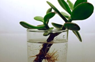 Як успішно укоренити живці крассули: детальний посібник для новачків