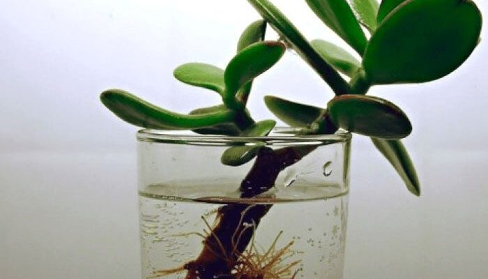 Як успішно укоренити живці крассули: детальний посібник для новачків