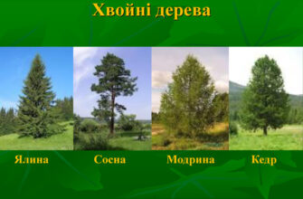 Відкрийте для себе назву дерева, на якому ростуть шишки: гайдовник