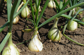 Коли садити цибулю на зелень навесні: оптимальний час для посадки