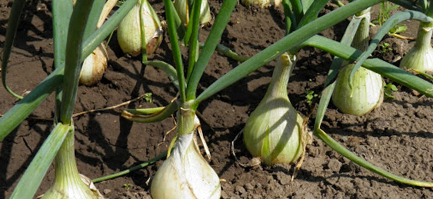 Коли садити цибулю на зелень навесні: оптимальний час для посадки