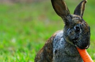 Що категорично не можна давати кроликам з овочів: повний список заборон